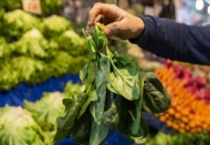 Kimyasal kullanmayan üreticilere 400 lira ödenecek 