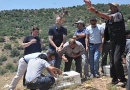Kınalı keklikler doğaya bırakıldı