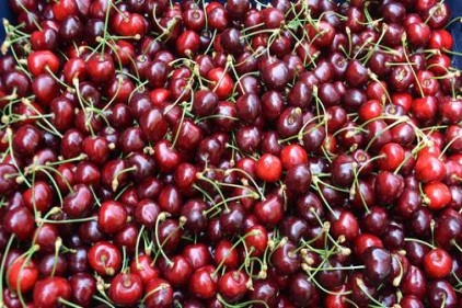 Kiraz borsası Türkiye&#039;de bu köyde kuruluyor