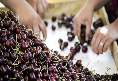 Kiraz ihracatı 155 milyon dolara ulaştı