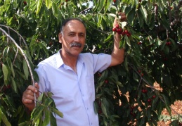 Kiraz rekoltesi üreticilerin yüzünü güldürecek