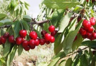 Kiraz üreticilerine, hem rekolte hem de fiyatta hayal kırıklığı