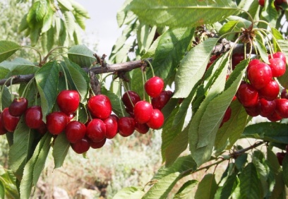 Kiraz üreticilerine, hem rekolte hem de fiyatta hayal kırıklığı