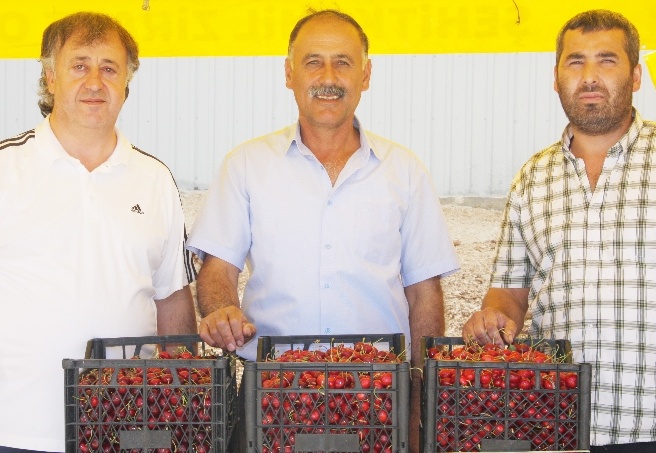Kiraz üreticilerine, hem rekolte hem de fiyatta hayal kırıklığı