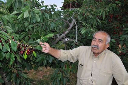 Kiraz ve vişneler dalda çürüyor 