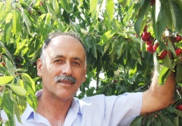 Kirazlarımız dünyanın 40’a yakın ülkesine ihraç ediliyor