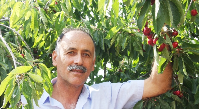 Kirazlarımız dünyanın 40’a yakın ülkesine ihraç ediliyor