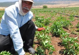 Kırmızı biber ekimi düştü, fiyatlar artabilir
