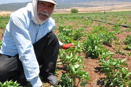 Kırmızı biber ekimi düştü, fiyatlar artabilir