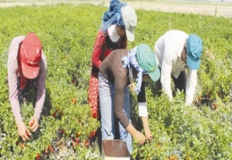 Kırmızı biber hasadı yapılıyor 