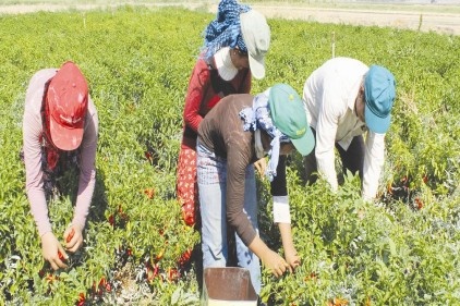 Kırmızı biber hasadı yapılıyor 