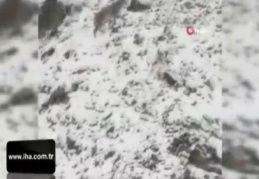 Kırmızı listedeki vaşak, bu kez av ararken görüntülendi