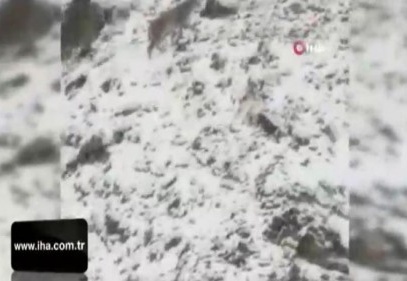 Kırmızı listedeki vaşak, bu kez av ararken görüntülendi