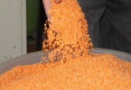 'Kırmızı mercimek yok olmak üzere'