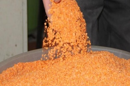 &#039;Kırmızı mercimek yok olmak üzere&#039;