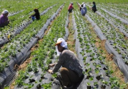 Kırsalda kalacaklara 100 bin lira hibe verilecek