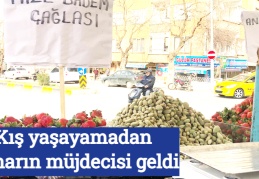 Kış yaşayamadan baharın müjdecisi geldi