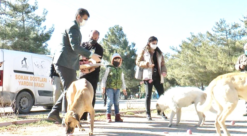 Kısıtlamada sokak hayvanları unutulmadı