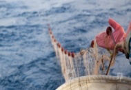 “Kıyılar aşırı av baskısı altında”