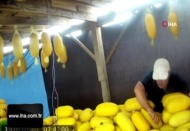 Komşusuna zarar vermek için kavunlarını bıçakladı