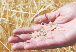 Konya Ovası’nın ürün kaybı 1 milyon ton