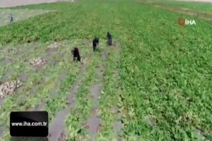 Konya&#039;da şeker pancarı çiftçinin yüzünü güldürüyor