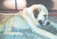 Köpeği taş yağmuruna tutup yaraladılar