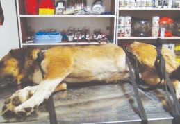 Köpeğin ayağındaki demir spiral ile kesilerek çıkarıldı