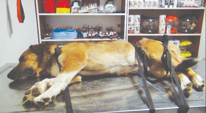 Köpeğin ayağındaki demir spiral ile kesilerek çıkarıldı