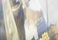 Köpeğin beslendiği adresi tespit ederek köpeğe el konuldu