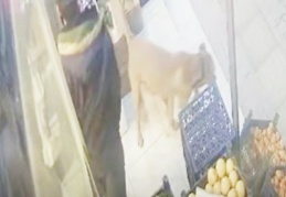 Köpeğin beslendiği adresi tespit ederek köpeğe el konuldu