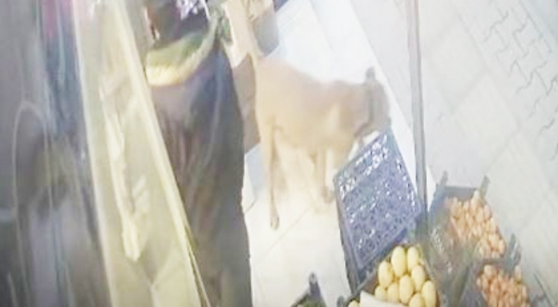 Köpeğin beslendiği adresi tespit ederek köpeğe el konuldu