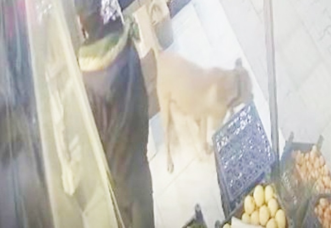 Köpeğin beslendiği adresi tespit ederek köpeğe el konuldu