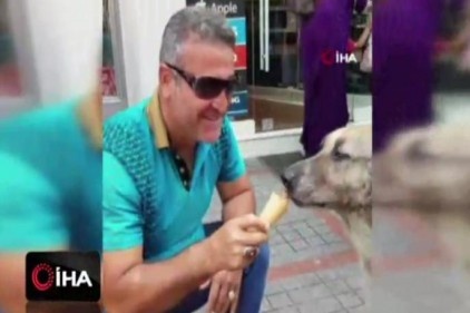 Köpeğin dondurma keyfi