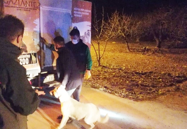 Köpek dövüşüne baskın