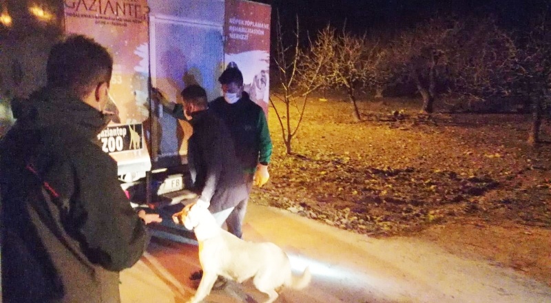Köpek dövüşüne baskın