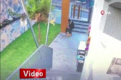 Köpek kediyi parçaladı, vicdansız kadın sadece izledi