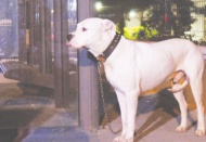 Köpek, öldürülen sahibinin başından ayrılmadı