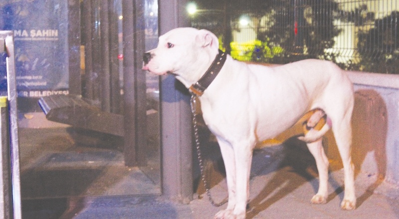 Köpek, öldürülen sahibinin başından ayrılmadı