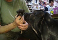 Köpek yavru kediye annelik yapıyor