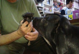 Köpek yavru kediye annelik yapıyor 
