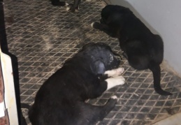 Köpek yavrularını kurtararak, annelerine kavuşturdu