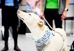 Köpekler, Coronavirus hastalarını testlerden daha hızlı tespit ediyor