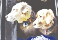 Köpekler insanların eylemlerinin bilinçli olup olmadığını ayırt edebiliyor