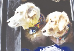 Köpekler insanların eylemlerinin bilinçli olup olmadığını ayırt edebiliyor