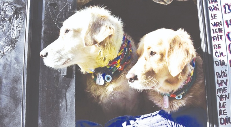 Köpekler insanların eylemlerinin bilinçli olup olmadığını ayırt edebiliyor