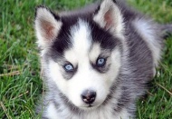 Köpekler, niyetinizi gözünüzden anlıyor