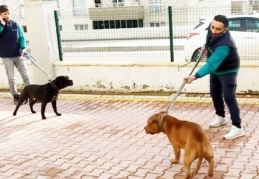 Köpekler TCK'ya göre silah olarak nitelendirildi