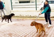 Köpekler TCK'ya göre silah olarak nitelendirildi