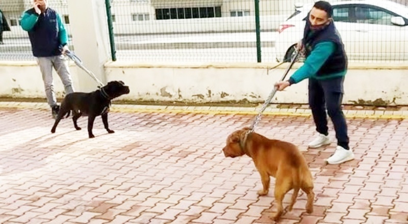 Köpekler TCK'ya göre silah olarak nitelendirildi